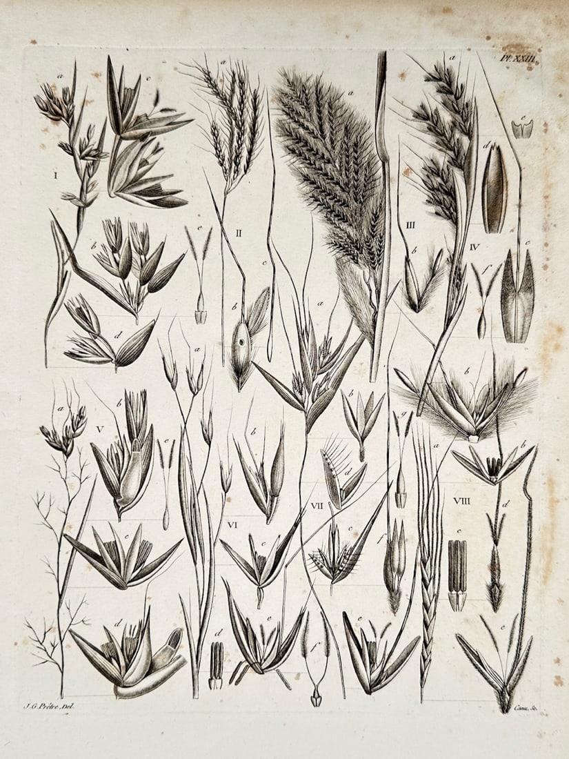 Jean-Gabriel Prêtre – Botanical Study of Diverse Gramineae and Grass Structures (1 of 2)