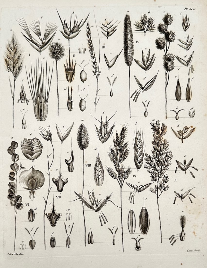 Jean-Gabriel Prêtre – Botanical Study of Various Grass Genus and Seed Formations (1 of 2)