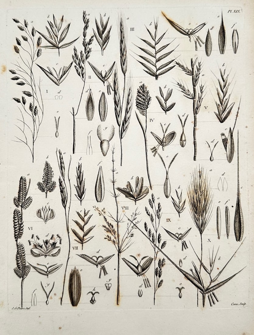 Jean-Gabriel Prêtre – Botanical Study of Diverse Poaceae Species and Floral Dissections (1 of 2)