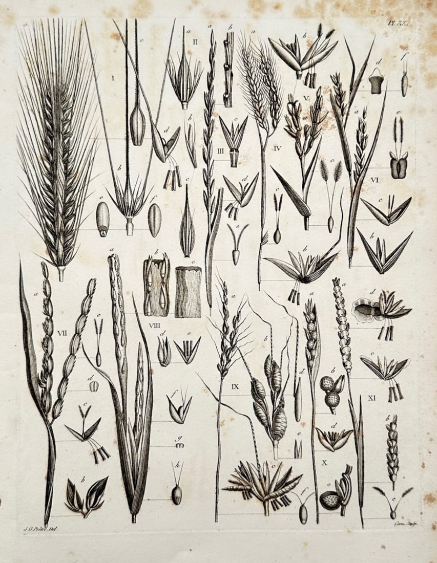 Jean-Gabriel Prêtre – Botanical Study of Various Grain Spikes and Cereal Anatomy (1 of 2)