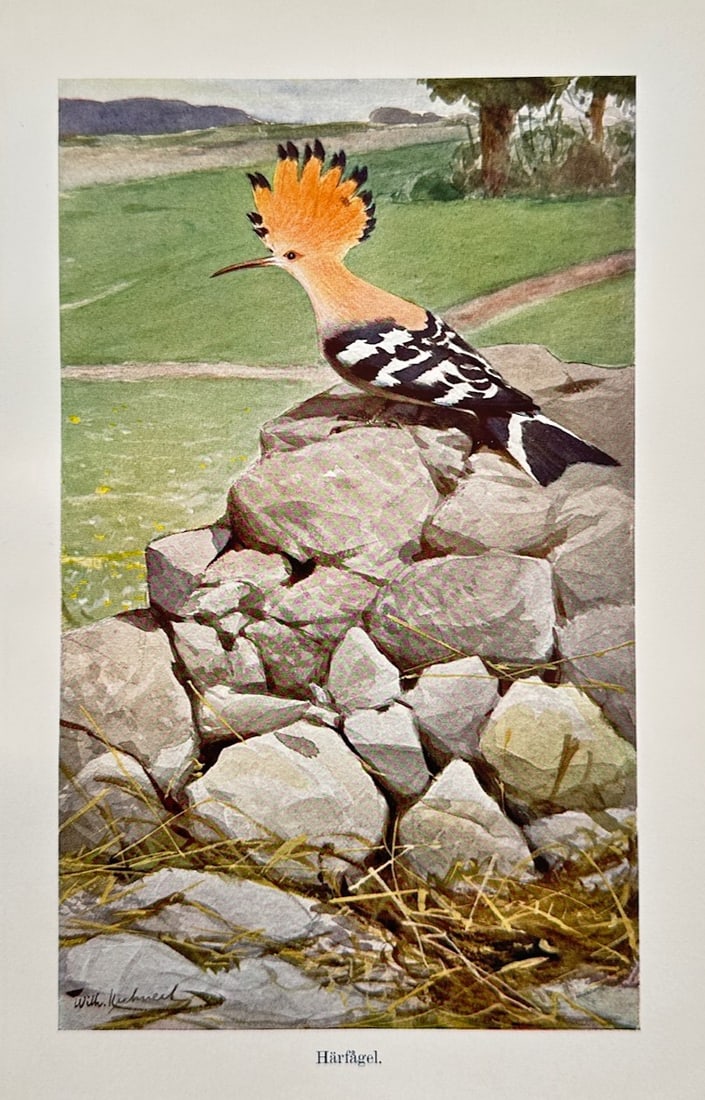 Wilhelm Kuhnert (1865–1926) – Ornithological Study of a Hoopoe – Lithograph (c. 1910): Harfagel illustrates a detailed ornithological study documenting a hoopoe bird perched on a dry stone wall, capturing its distinctive fan-like orange crest tipped with black, pinkish-brown plumage, an