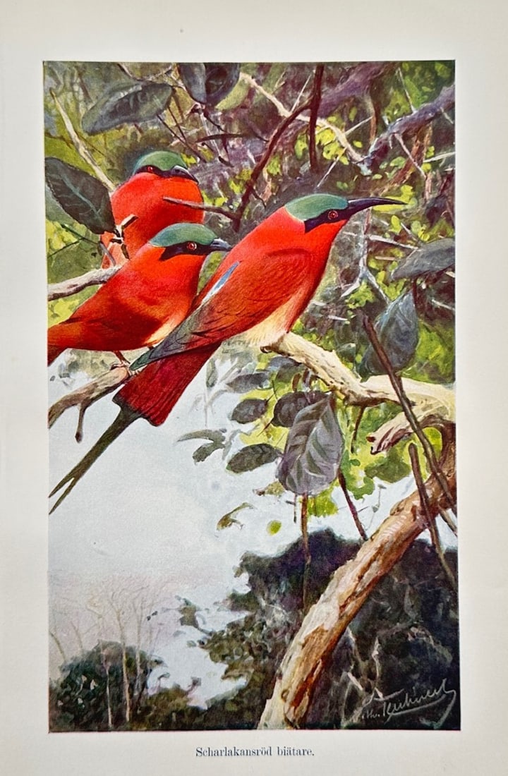Wilhelm Kuhnert (1865–1926) – Ornithological Study of Carmine Bee-Eaters – Lithograph (c.: Scharlakansrod Biatare illustrates a vibrant ornithological study documenting a group of carmine bee-eaters perched on a network of branches, capturing their brilliant crimson and scarlet plumage, con