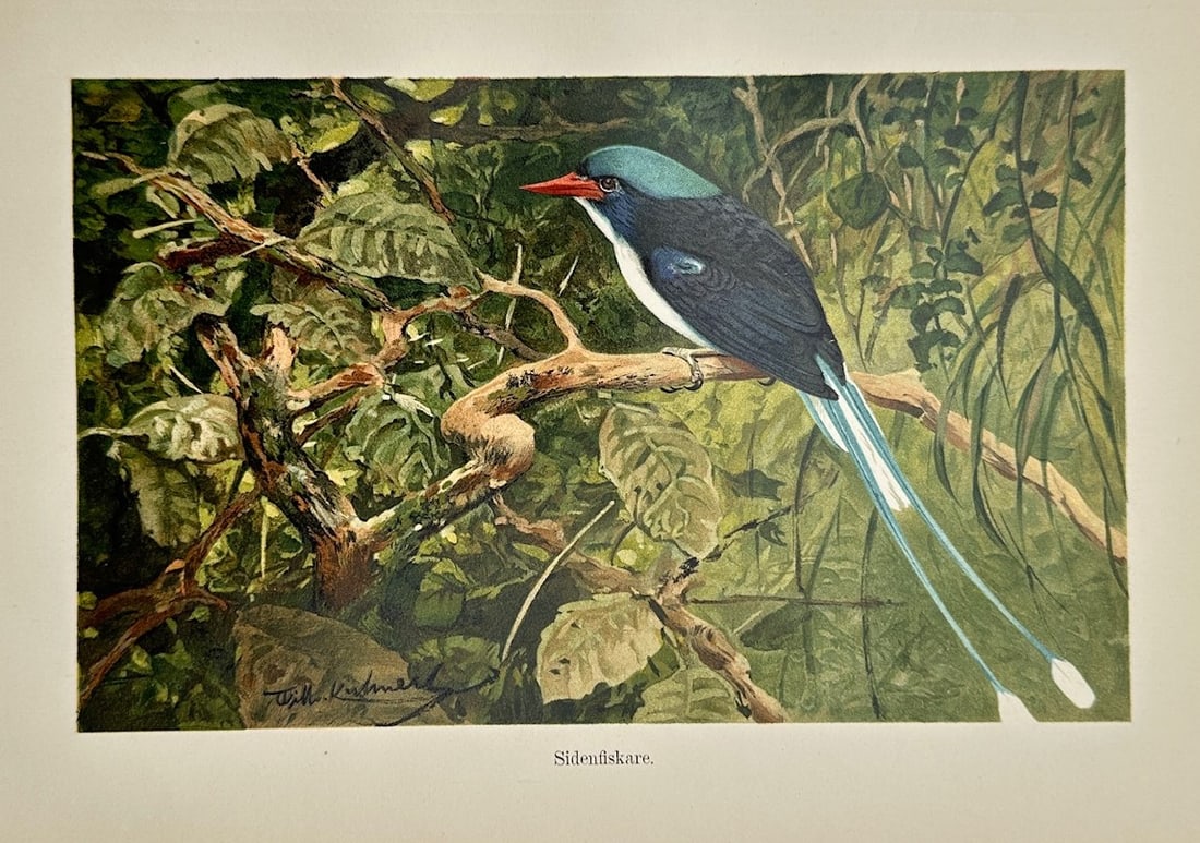 Wilhelm Kuhnert (1865–1926) – Ornithological Study of a Silk Kingfisher – Lithograph (c. 1910): Sidenfiskare illustrates a detailed ornithological study documenting a kingfisher species with elongated tail feathers perched quietly on a gnarled branch, capturing its deep blue and black plumage, s