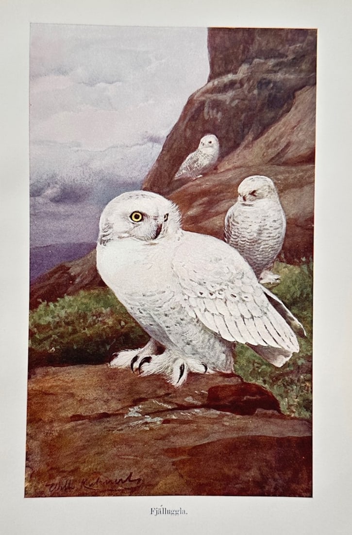 Wilhelm Kuhnert (1865–1926) – Ornithological Study of Snowy Owls – Lithograph (c. 1910): Fjalluggla illustrates a detailed ornithological study documenting a group of snowy owls perched within a rugged northern landscape, capturing a large, dominant white owl with striking yellow eyes res