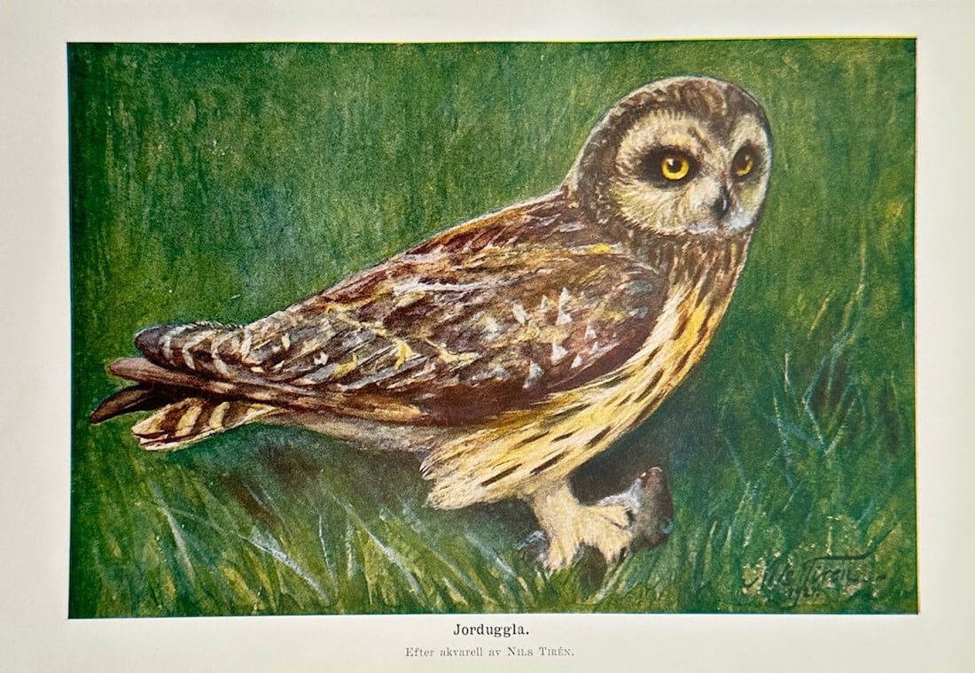 Nils Tirén (1885–1935) – Ornithological Study of a Short-Eared Owl – Lithograph (c. 1910) (1 of 2)
