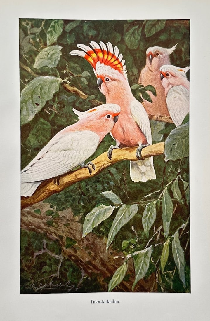 Wilhelm Kuhnert (1865–1926) – Ornithological Study of Major Mitchell's Cockatoos – Lithograph (1 of 2)