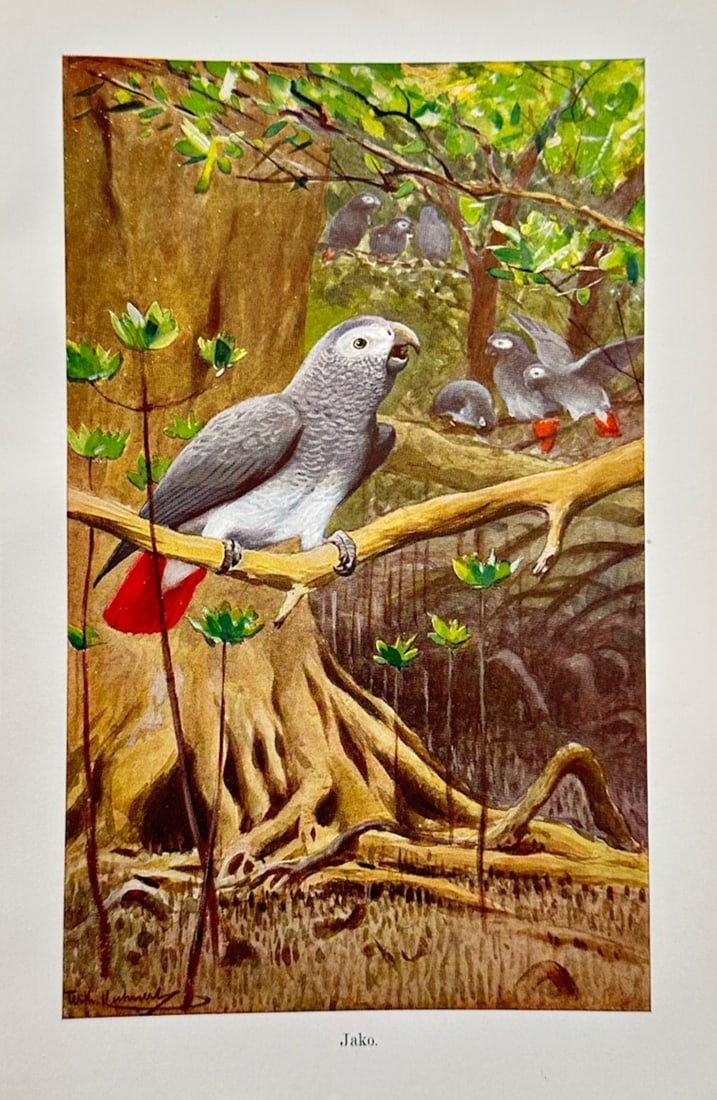 Wilhelm Kuhnert (1865–1926) – Ornithological Study of African Gray Parrots – Lithograph (c. (1 of 2)