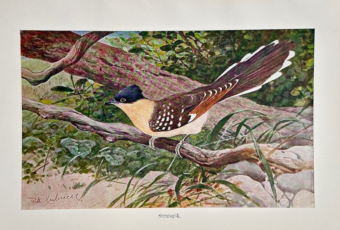 Wilhelm Kuhnert (1865–1926) – Ornithological Study of a Pheasant Coucal – Lithograph (c. 1910) (1 of 2)