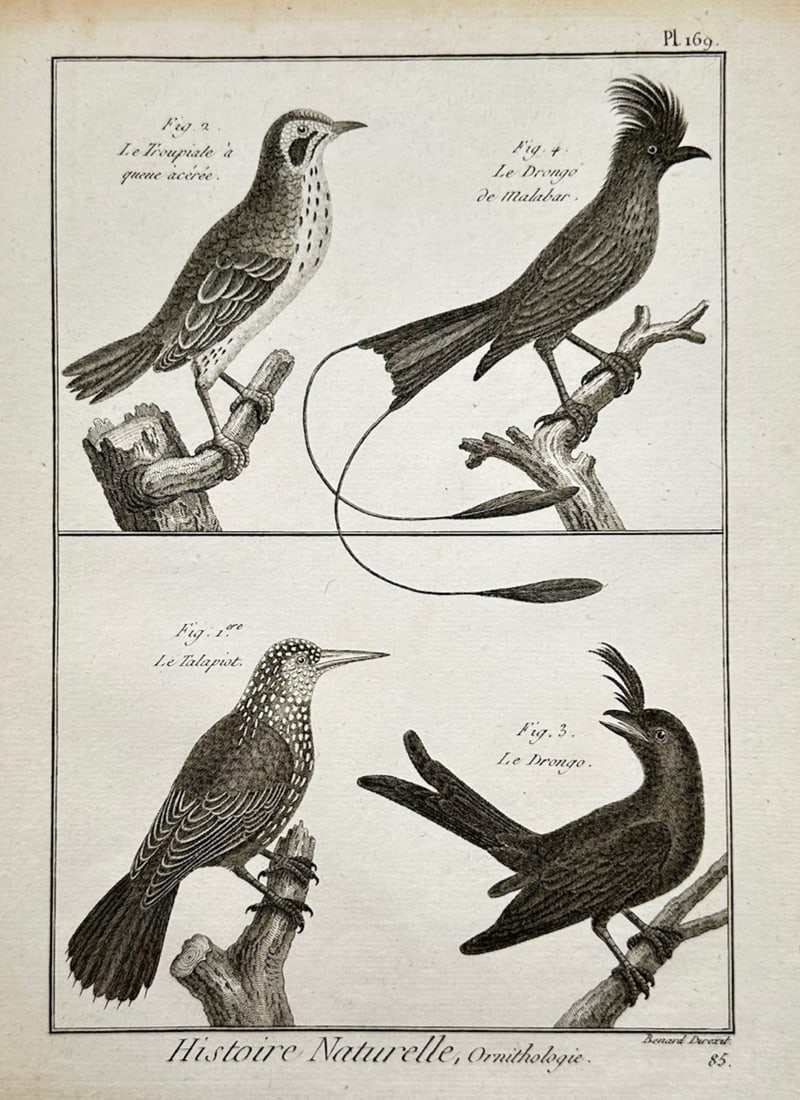 Robert Bénard – Ornithological Study of the Troupiale, Drongo de Malabar, Talapiot, and Drongo (1 of 2)
