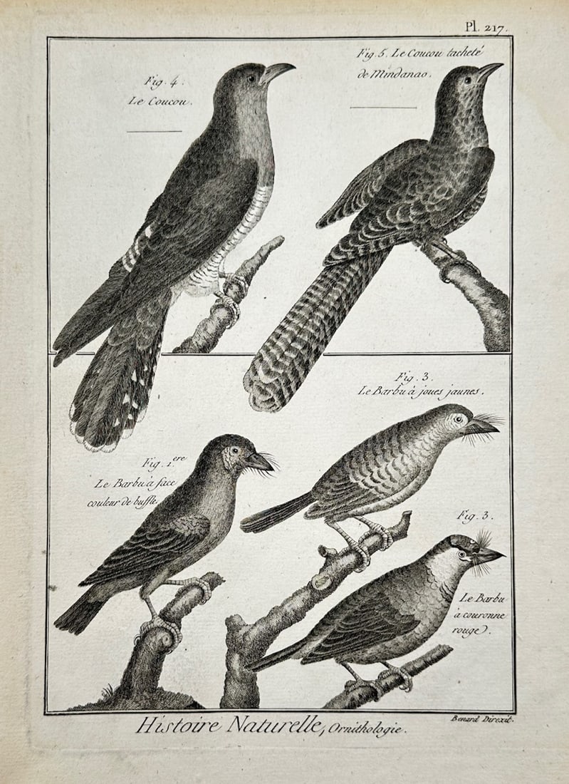 Robert Bénard – Ornithological Study of the Coucou, Coucou Tacheté de Mindanao, and Various: Histoire Naturelle, Ornithologie illustrates a detailed scientific study documenting five distinct bird species perched on textured tree branches, split into two compartments. The composition captures