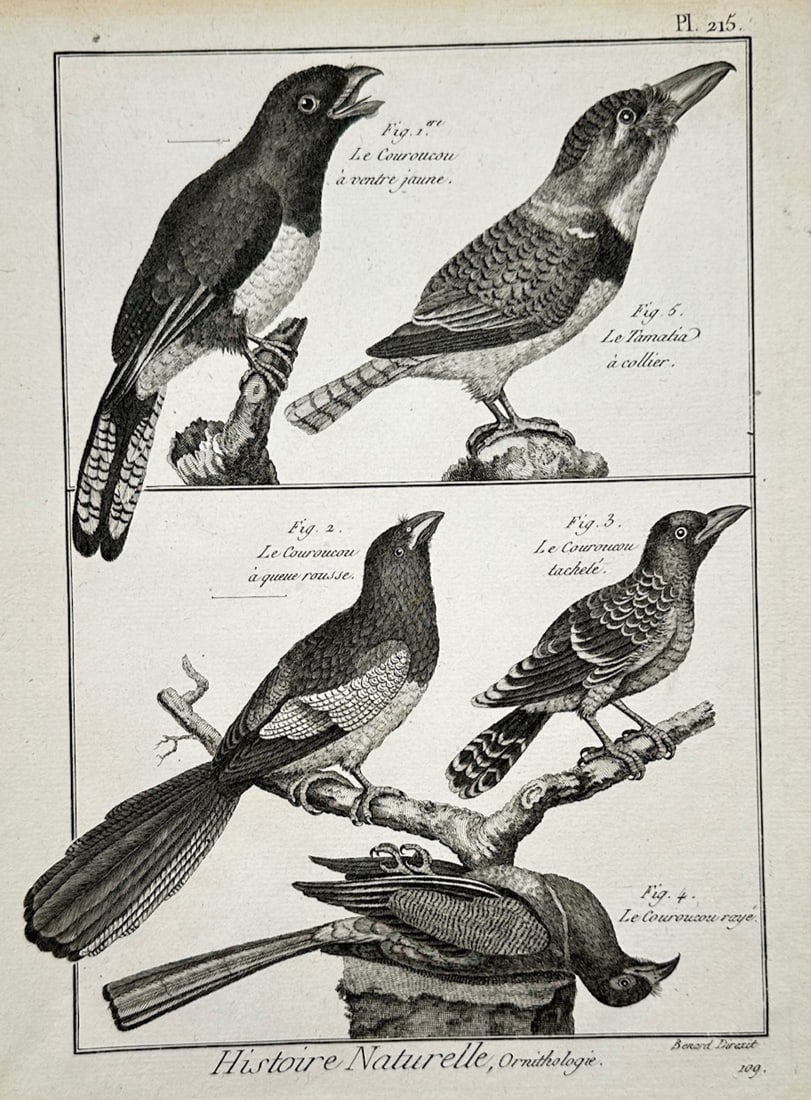 Robert Bénard – Ornithological Study of Various Couroucous and the Tamatia à Collier (1 of 2)