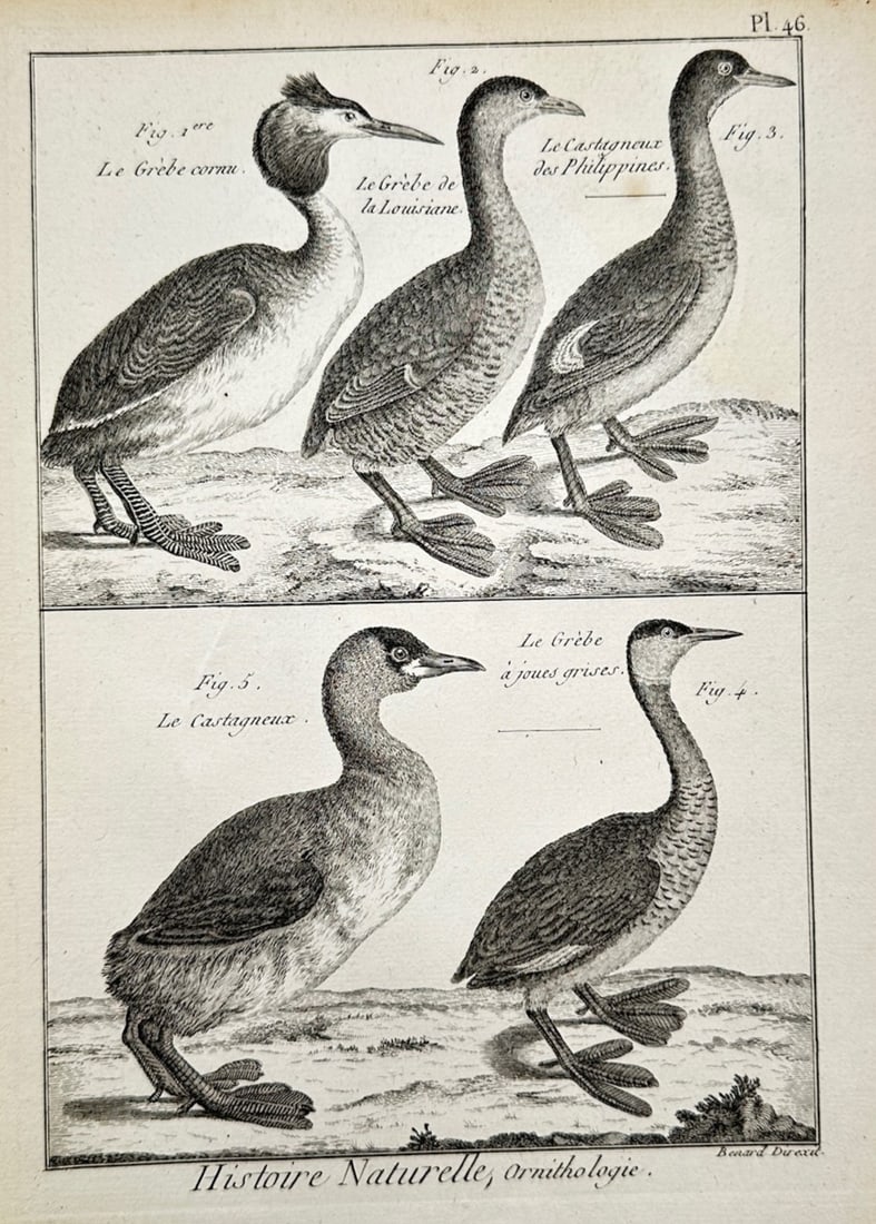 Robert Bénard – Ornithological Study of Various Grèbes and Castagneux – Copper engraving (1 of 2)