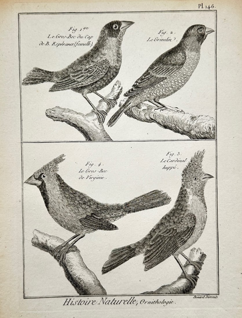 Robert Bénard – Ornithological Study of Various Gros-Becs and Cardinals – Copper engraving (1 of 2)