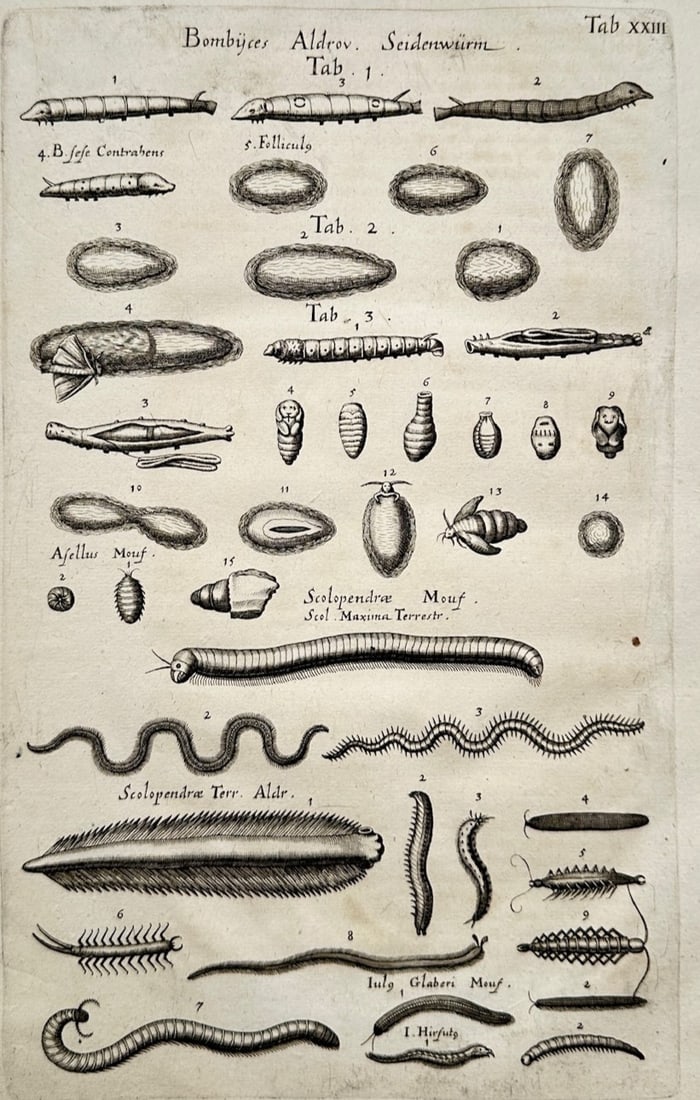 Joannes Jonstonus (1603–1675) – Entomological Study of Silkworms, Centipedes, and Earthworms (1 of 2)