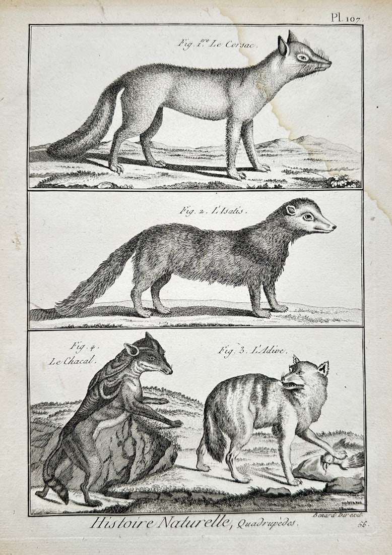 Robert Bénard (1734–1777) – Zoological Study of the Corsac, Isatis, Chacal, and Adive (1 of 2)