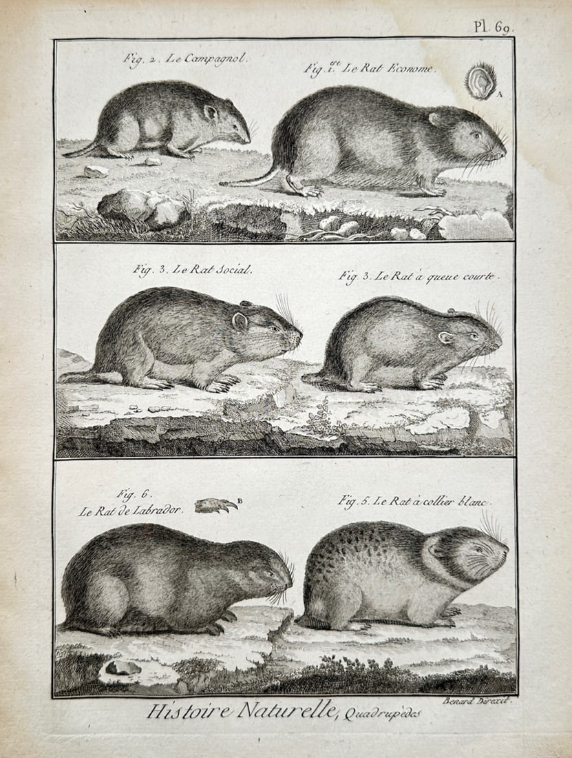 Robert Bénard (1734–1777) – Zoological Study of the Campagnol and Various Rats (1 of 2)