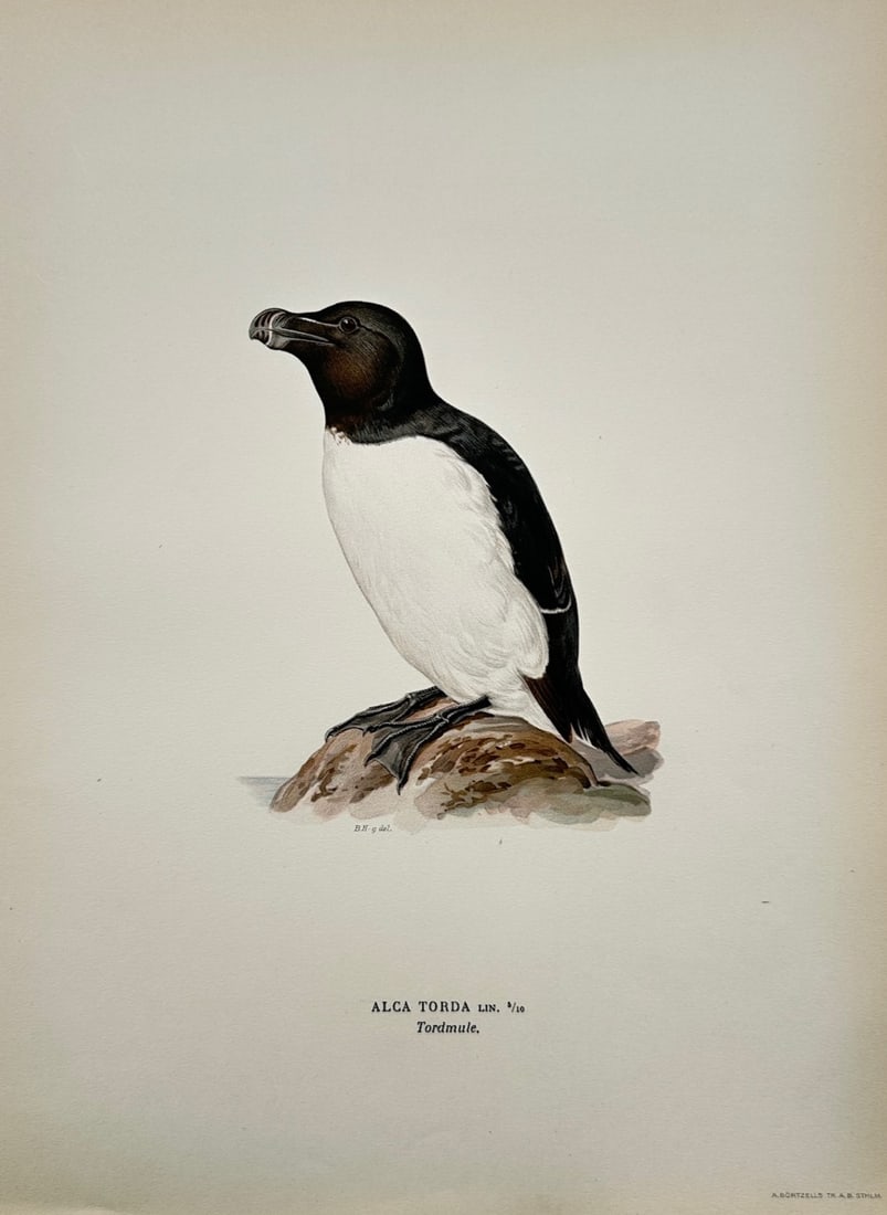 Magnus von Wright (1805–1867) – Ornithological Study of a Razorbill – Lithograph (c. 1920s) (1 of 2)