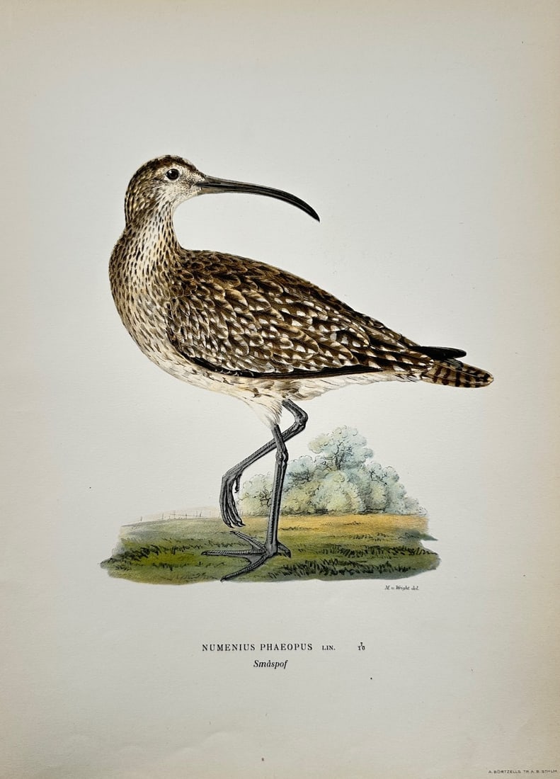 Magnus von Wright (1805–1867) – Ornithological Study of a Whimbrel – Lithograph (c. 1920s): Smaspof illustrates a refined ornithological study documenting a single whimbrel standing in profile on a grassy patch of ground, capturing its intricately mottled brown and buff plumage, streaked nec