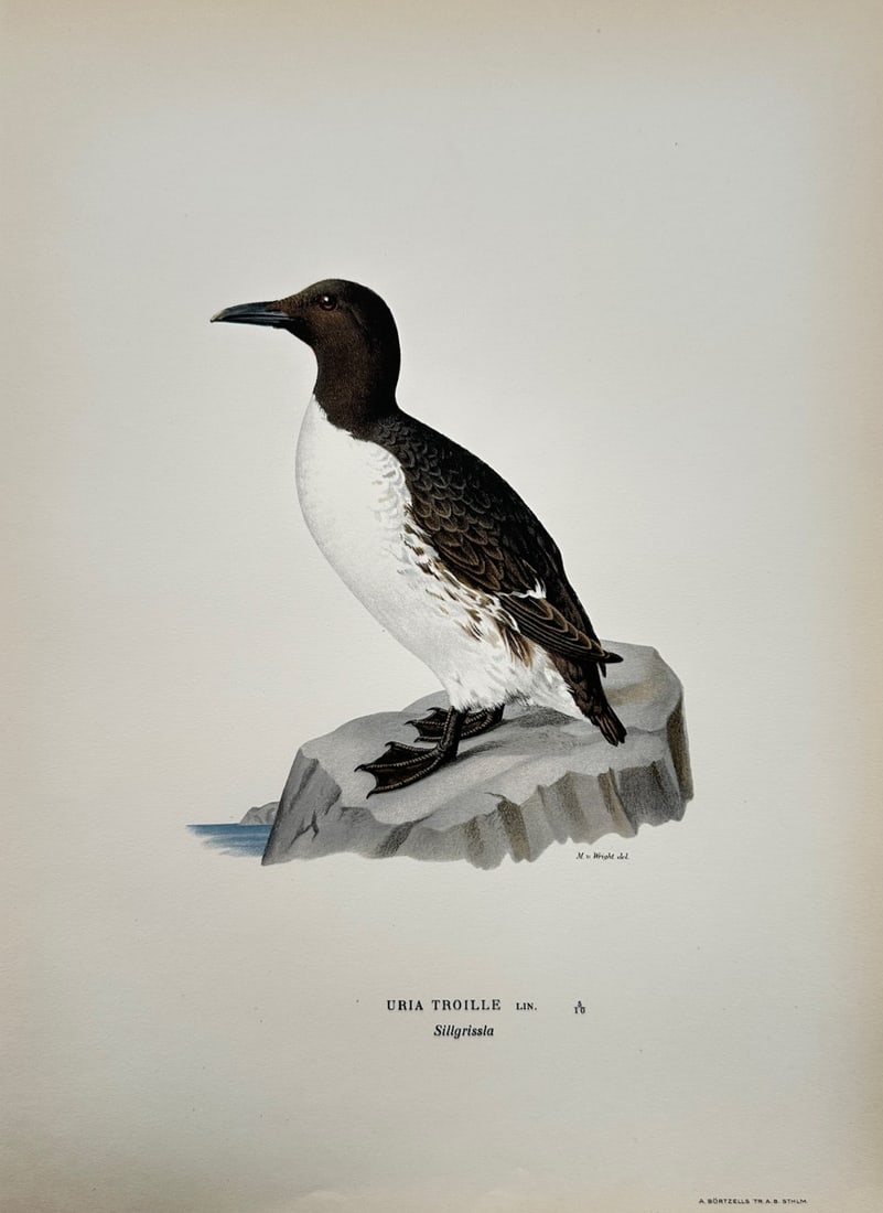Magnus von Wright (1805–1867) – Ornithological Study of a Common Murre – Lithograph: Sillgrissla illustrates a refined ornithological study documenting a single common murre standing in profile on a weathered grey coastal rock by the water's edge, capturing its rich dark brown head an