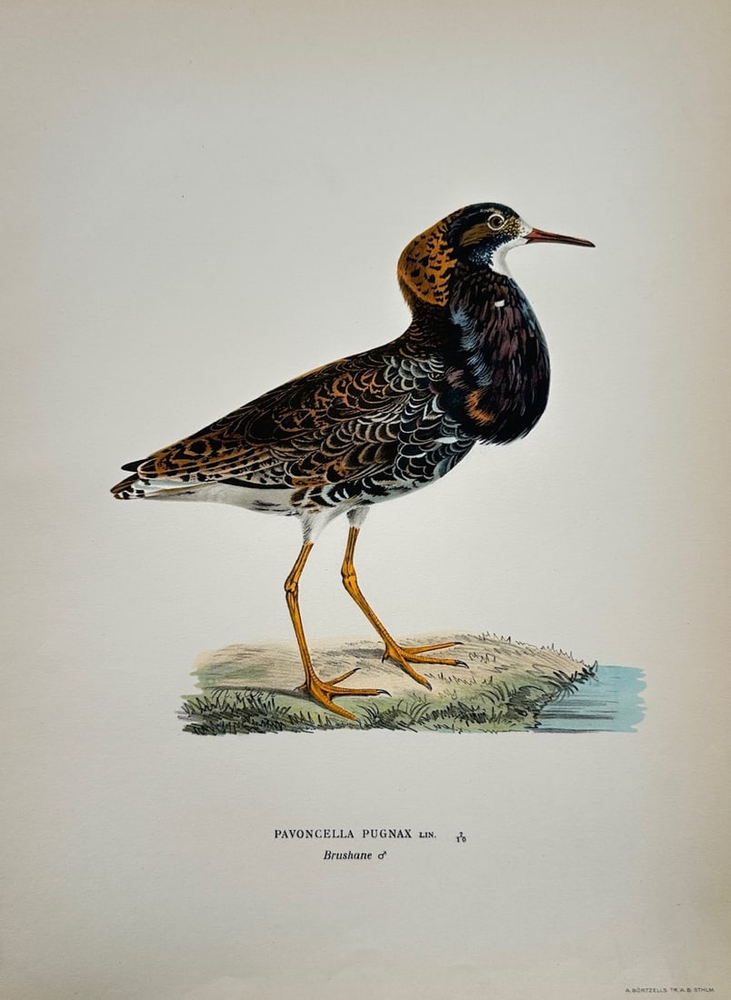 Magnus von Wright (1805–1867) – Ornithological Study of a Ruff – Lithograph (c. 1920s): Brushane illustrates a refined ornithological study documenting a single male ruff standing in profile on a grassy patch of ground near the water's edge, capturing its elaborate breeding plumage featu