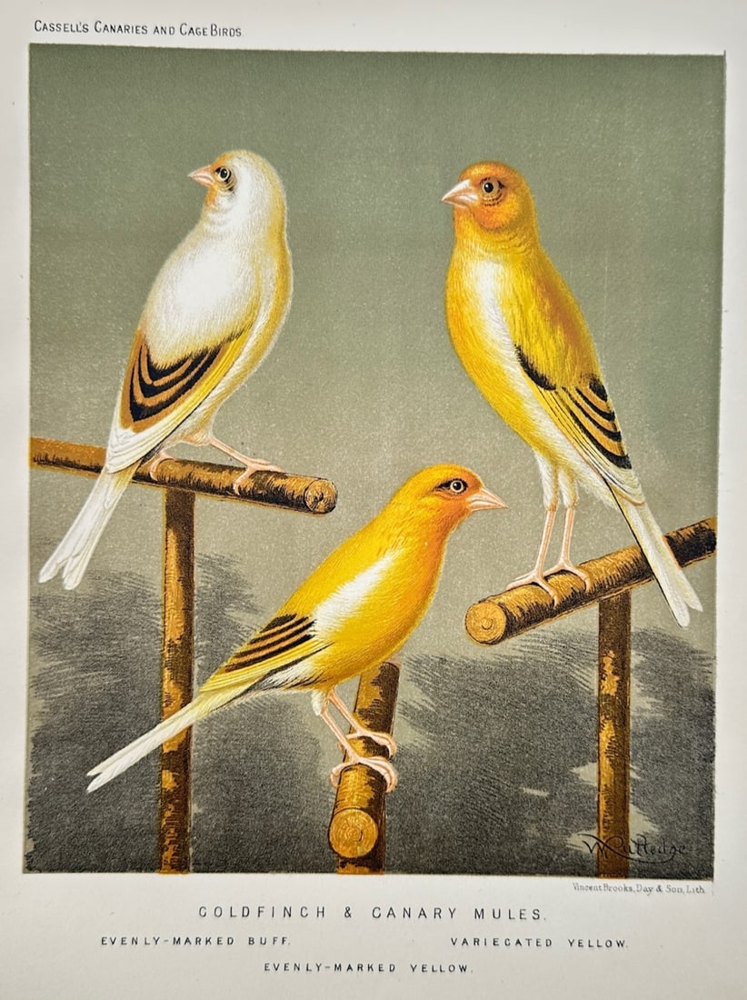Joseph Williamson Ludlow – Ornithological Study of Goldfinch and Canary Mules – Chromolithograph (1 of 2)
