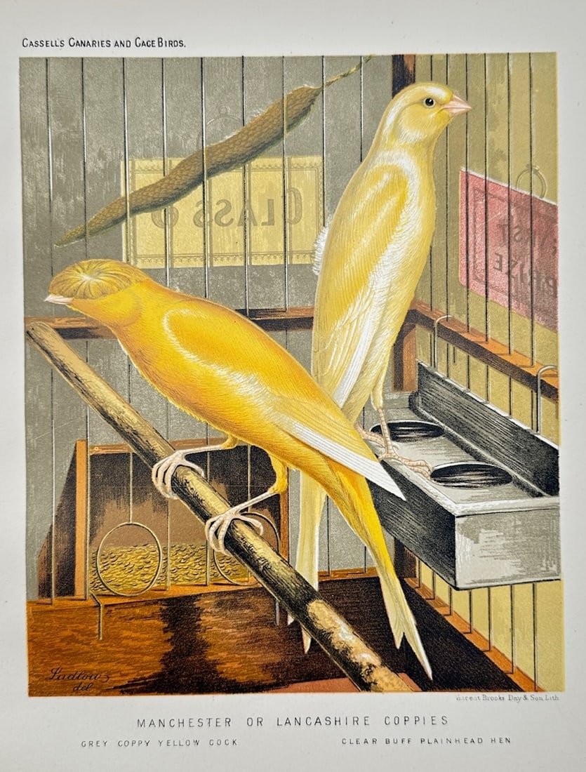 Joseph Williamson Ludlow – Ornithological Study of Manchester or Lancashire Coppies: "Manchester or Lancashire Coppies" illustrates a refined ornithological study documenting two large canary specimens perched within an exhibition cage setup, capturing the distinct physical traits of 