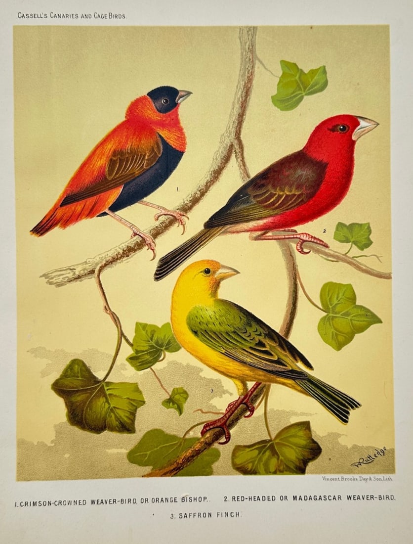 Joseph Williamson Ludlow – Ornithological Study of Weaver Birds and Saffron Finch (1 of 2)