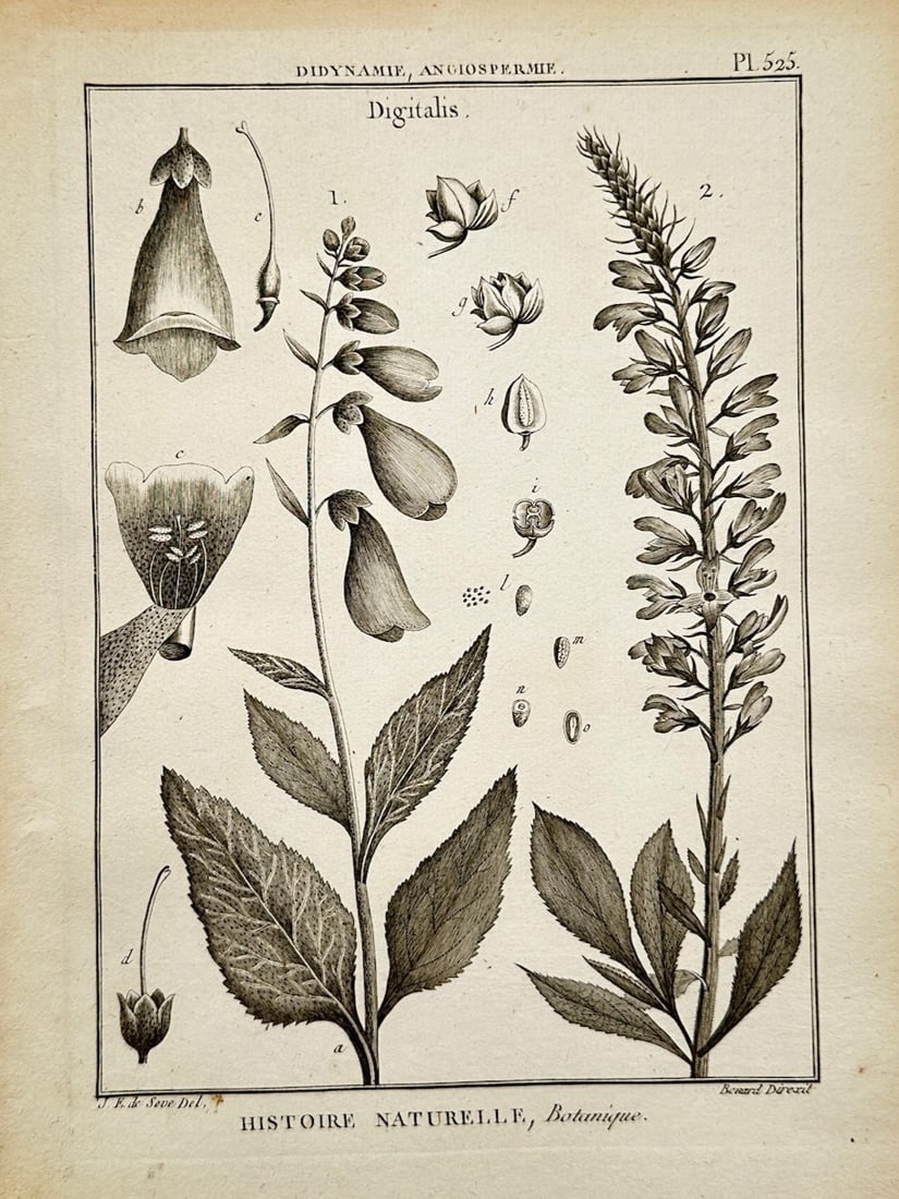 Robert Bénard – Botanical Study of Digitalis (Foxglove) – Copper engraving (c. 1780) (1 of 2)
