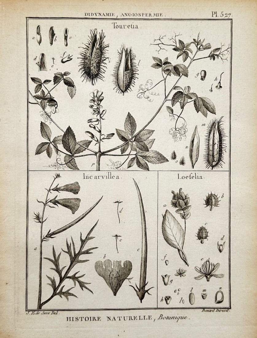 Robert Bénard – Botanical Study of Tourretia, Incarvillea, and Loeflingia – Copper engraving: Histoire Naturelle, Botanique illustrates a detailed scientific study documenting the anatomical structures of three distinct plant genera—Tourretia, Incarvillea, and Loefelia (Loeflingia)—split i