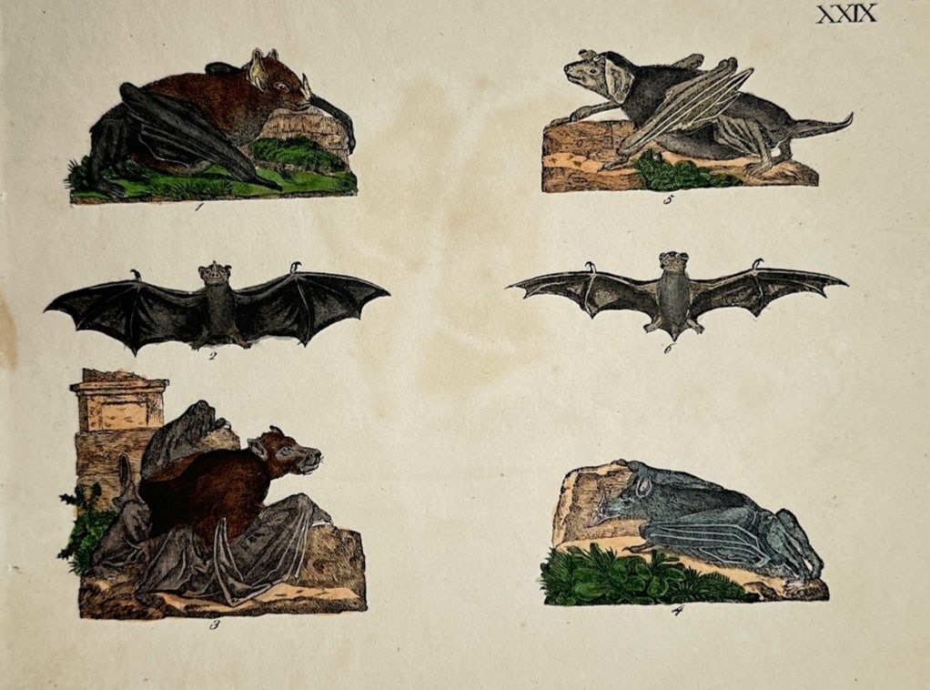 Friedrich Justin Bertuch – Zoological Study of Various Bats – Hand-colored copper engraving (1 of 2)