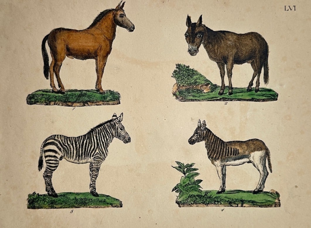 Friedrich Justin Bertuch – Zoological Study of Various Equines (Mule, Hinny, Zebra, and Quagga): "LVI" illustrates a detailed zoological study documenting four distinct equine species, each standing in profile on its own small, grassy plot against a neutral backdrop. Labeled 1 through 4, the comp