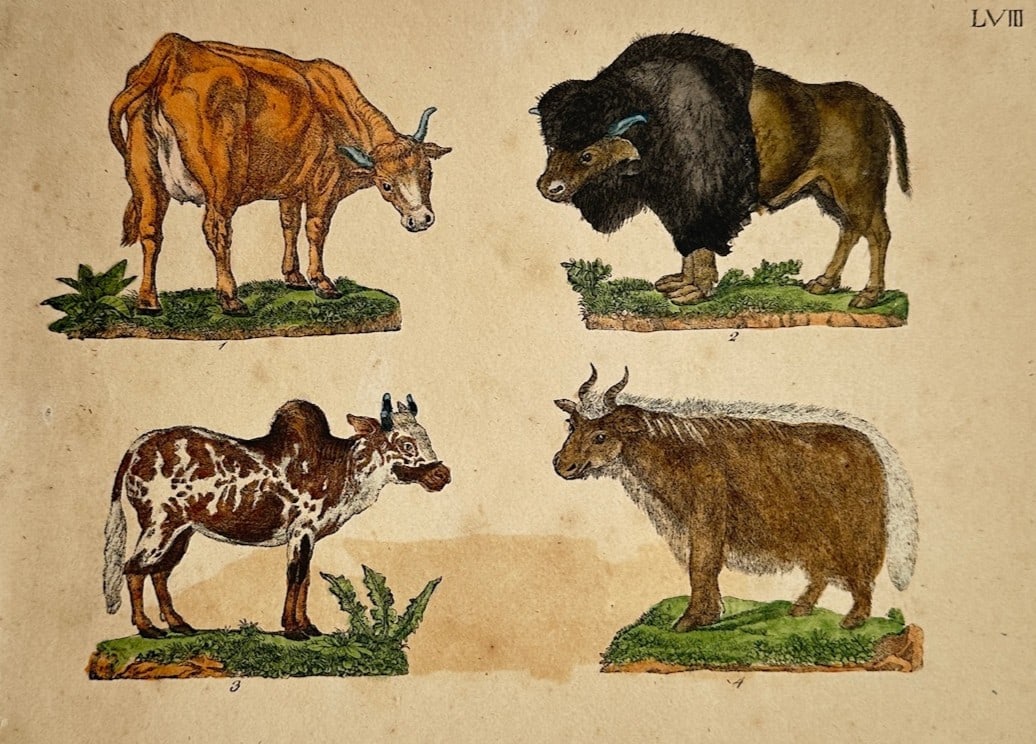 Friedrich Justin Bertuch – Zoological Study of Various Bovines (Cow, Bison, Zebu, and Yak) (1 of 2)
