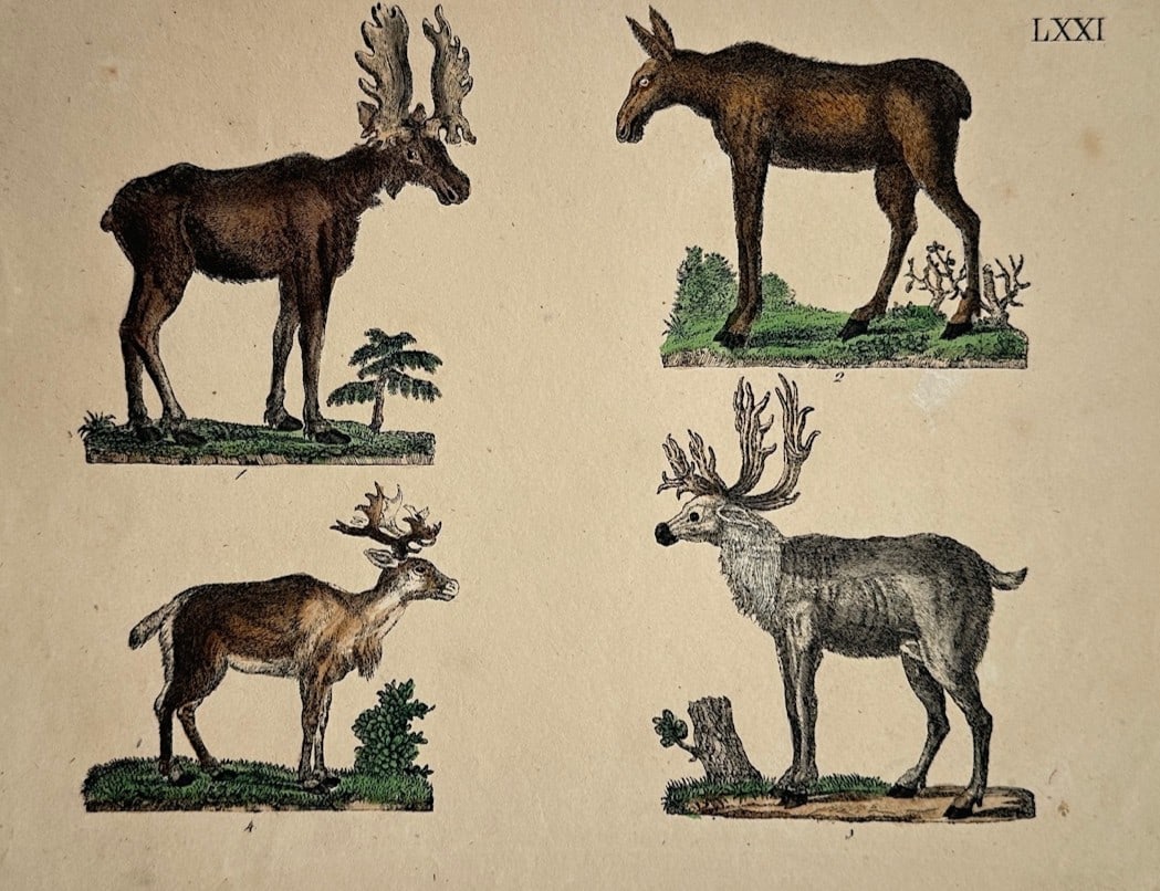 Friedrich Justin Bertuch – Zoological Study of Various Cervids (Elk, Moose, and Reindeer) (1 of 2)