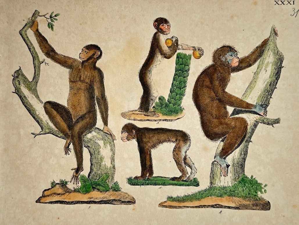 Friedrich Justin Bertuch – Zoological Study of Various Primates (Monkeys and Apes) (1 of 2)