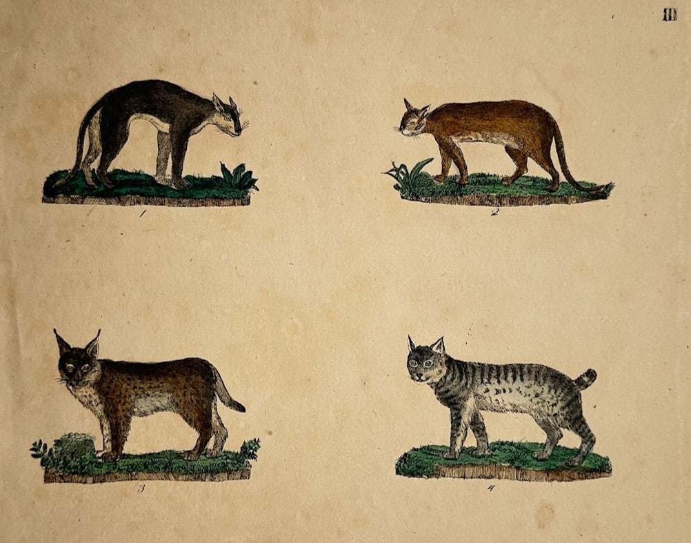 Friedrich Justin Bertuch – Zoological Study of Various Felids – Hand-colored copper engraving: "III" illustrates a detailed zoological study documenting four distinct wild feline species standing on small patches of grassy ground against a plain, neutral background, capturing a broad overview o