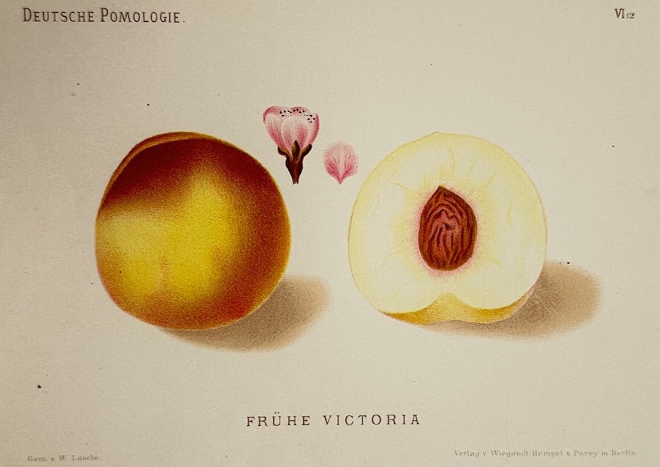 Wilhelm Lauche – Pomological Study of a Early Victoria Peach – Chromolithograph (1883) (1 of 2)