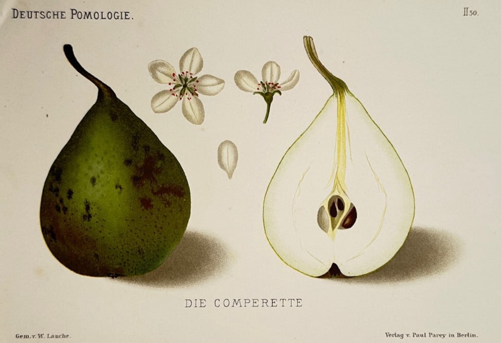 Wilhelm Lauche – Pomological Study of Die Comperette Pear – Chromolithograph (1883) (1 of 2)