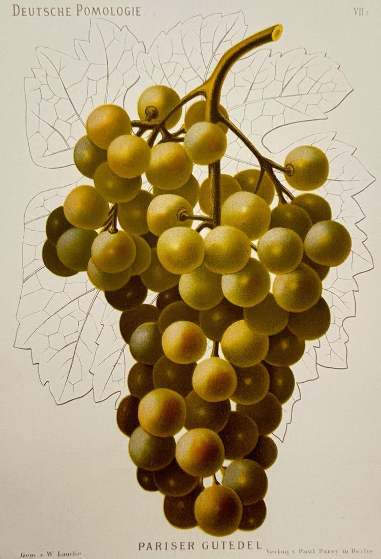Wilhelm Lauche – Pomological Study of Pariser Gutedel Grapes – Chromolithograph (1883) (1 of 2)