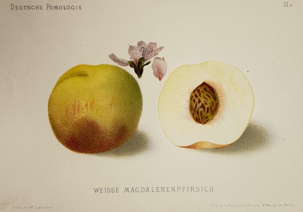 Wilhelm Lauche – Pomological Study of a Weisse Magdalenenpfirsich Peach – Chromolithograph (1 of 2)