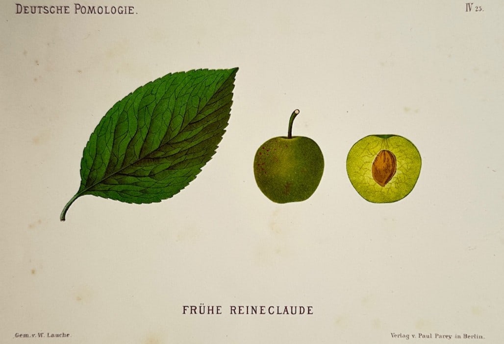 Wilhelm Lauche – Pomological Study of a Frühe Reineclaude Plum – Chromolithograph (1883) (1 of 2)