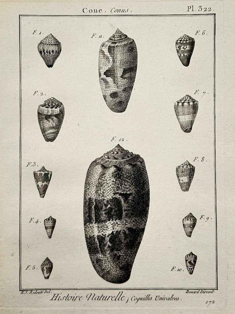 Robert Bénard – Conchological Study of Cone Shells (Conus) – Copper engraving (c. 1780) (1 of 2)