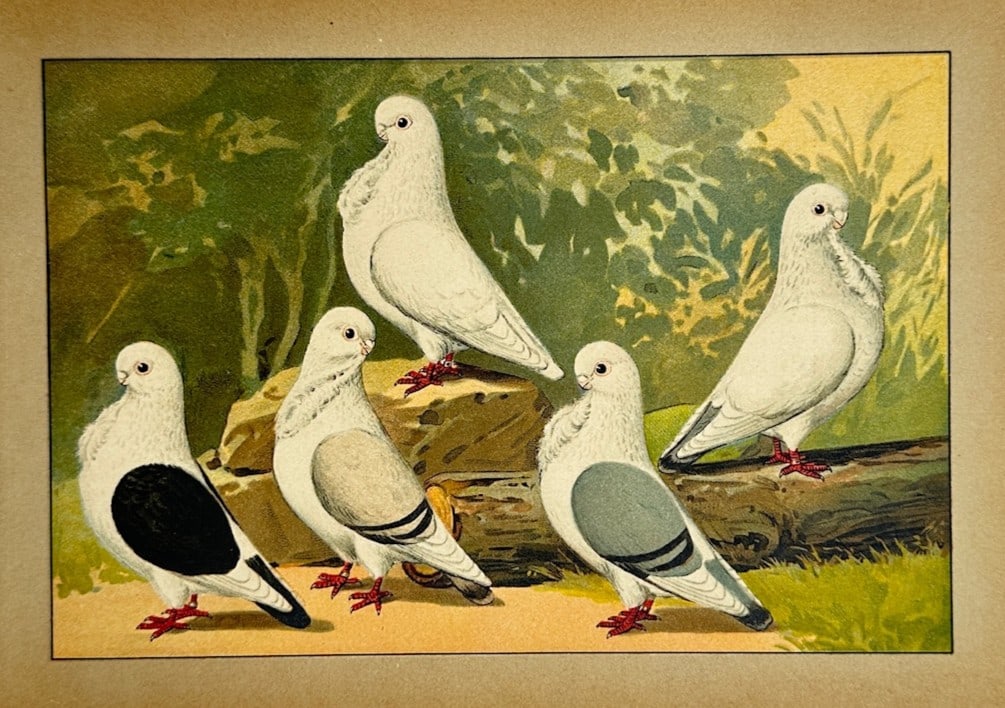 Emil Schachtzabel – Ornithological Study of Domestic Pigeons – Chromolithograph (1910) (1 of 2)