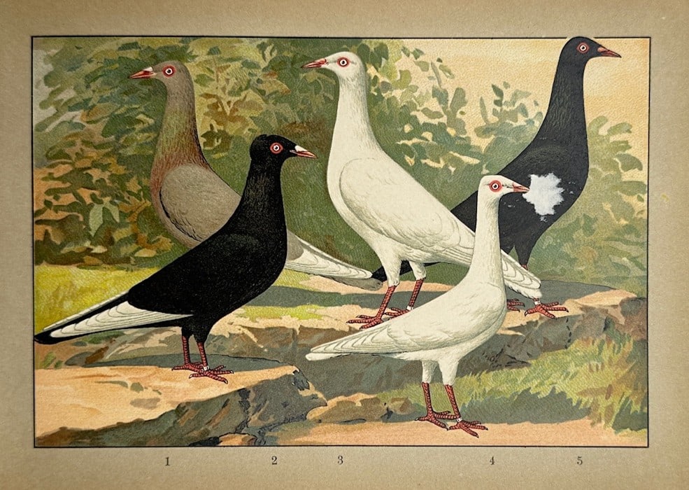 Emil Schachtzabel – Ornithological Study of Domestic Pigeons – Chromolithograph (1910) (1 of 2)