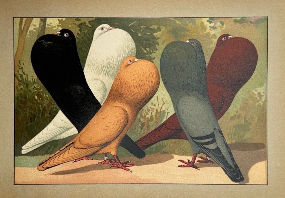 Emil Schachtzabel – Ornithological Study of Domestic Pouter Pigeons – Chromolithograph (1910): "Illustriertes Prachtwerk sämtlicher Taubenrassen" illustrates a detailed ornithological and avicultural study documenting five domestic pigeon specimens belonging to a distinct pouter or cropper bre