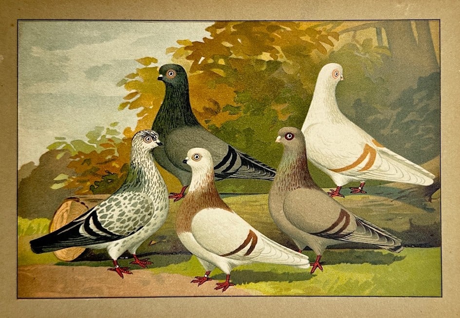 Emil Schachtzabel – Ornithological Study of Domestic Toy Pigeons – Chromolithograph (1910) (1 of 2)