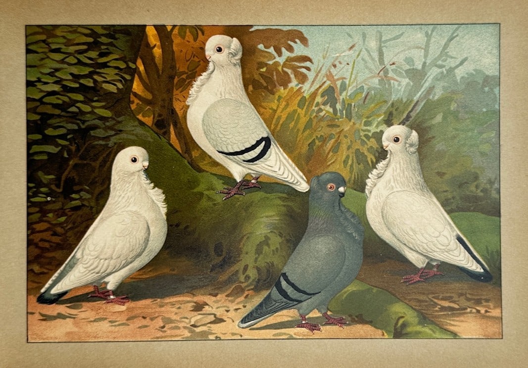 Emil Schachtzabel – Ornithological Study of Domestic Pigeons – Chromolithograph (1910) (1 of 2)
