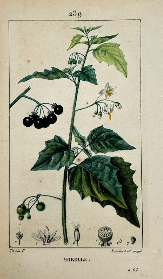 Pierre Jean François Turpin – Botanical Study of Morelle (Black Nightshade): "Morelle" illustrates a detailed botanical study documenting the black nightshade plant, capturing a broad overview of the species through its upright stem, broad ovate leaves with wavy margins, clust