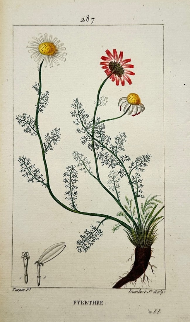 Pierre Jean François Turpin – Botanical Study of Pyrèthre (Pyrethrum) – Hand-colored engraving (1 of 2)