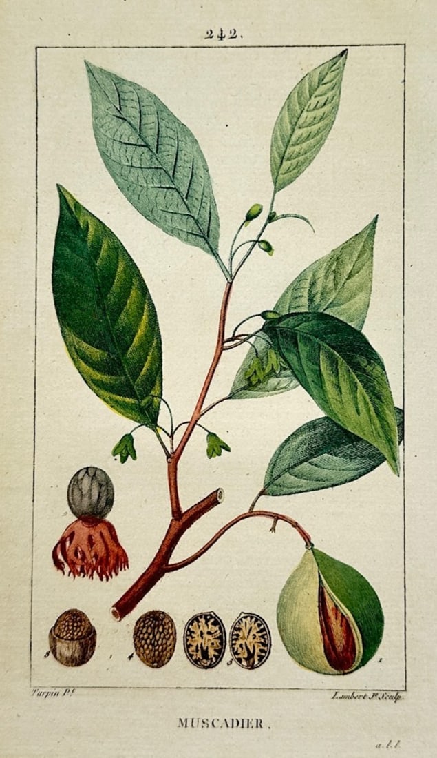 Pierre Jean François Turpin – Botanical Study of Muscadier (Nutmeg) – Hand-colored engraving (1 of 2)