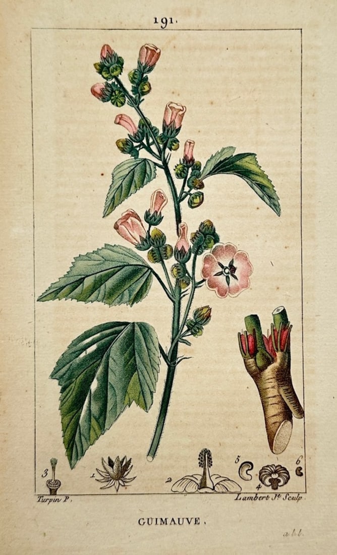 Pierre Jean François Turpin – Botanical Study of Guimauve (Marshmallow) – Hand-colored: "Guimauve" illustrates a detailed botanical study documenting the marshmallow plant, capturing a broad overview of the species through a flowering stalk adorned with serrated lobed green leaves, delic